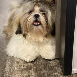 Shih Tzu Puppies from Willow Lane Shih Tzus