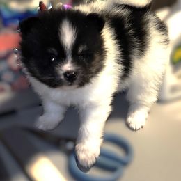 Boy 2 - Black and tan male Pomeranian puppy in Turnersville, New Jersey from MK Exquisite Poms