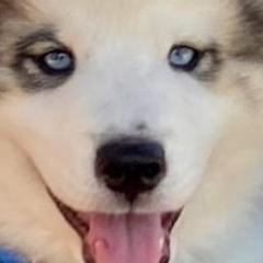 Native American Indian Dogs from Indian Valley Kennels