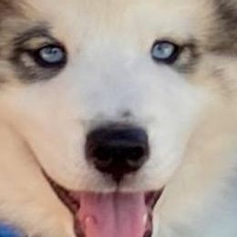 Native American Indian Dogs from Indian Valley Kennels