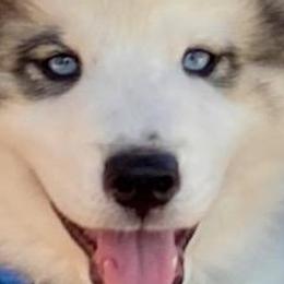 Native American Indian Dogs from Indian Valley Kennels