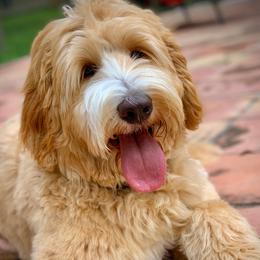 Finn - Australian Labradoodle