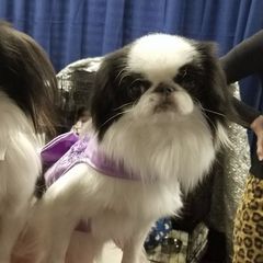 Japanese Chins and Pugs from Origami Japanese Chins