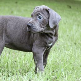 ms pink collar - Gray Cane Corso puppy in Florida from LunaLinks Cane Corsos
