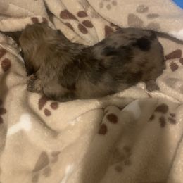 Dachshund Puppies from Thedachhouse