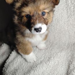 Fluffy Red collar - Sable male Pembroke Welsh Corgi puppy in Yelm, Washington from Tolbolton Creek Corgis