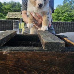 Nova - Blue merle female Miniature American Shepherd puppy in New Providence, Pennsylvania from Tons of Kisses