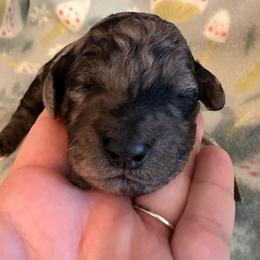Nana - Merle female Goldendoodle puppy in Greensboro, Georgia from B’s Doodles