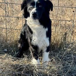 Dixie - Australian Shepherd