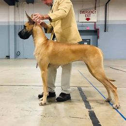 Great Dane All Grown Up from The Nobledane
