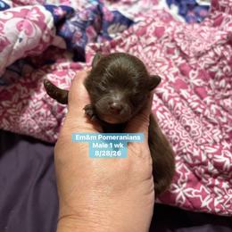 Chocolate - Chocolate male Pomeranian puppy in Kentucky from Em&M Pomeranians