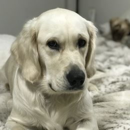 Dee Dee - Golden Retriever