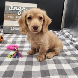 Alexa - Cream female Dachshund puppy in Smallett, Missouri from Doxie Holler