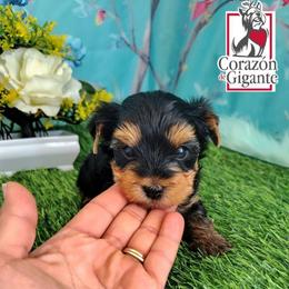 Nigel - Black and tan male Yorkshire Terrier puppy in California from Corazon de gigante