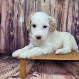 TaterTot - Parti female Goldendoodle puppy in Grabill, Indiana from Rose's Doodles