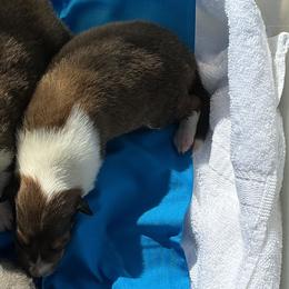 Boy 2 - male Collie puppy in St Stephens, Wyoming from Desert Kennels