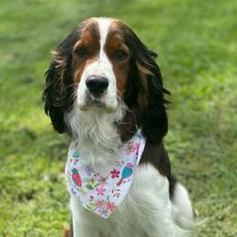 Rosie - White and liver female English Springer Spaniel puppy in Winfield, Tennessee from Murphy Farms and Springers