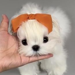 Tiny korean girl 16000 - White female Maltese puppy in Miami, Florida from Natalias Tiny Chihuahuas