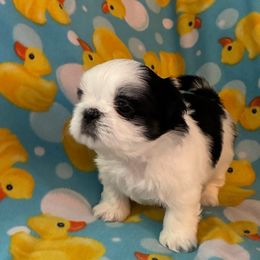 Minnie - Black and tan female Shih Tzu puppy in Kettering, Ohio from LaDawn’s Little Lions