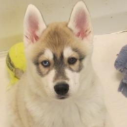 Silo - Gray and white female Siberian Husky puppy in Middlebury, Vermont from Rebel Huskys