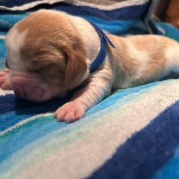 BLUE boy Fonzie - Red and white male Basset Hound puppy in Saint Cloud, Florida from Mockingbird Hollow Bassets