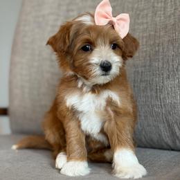 D-Pink Girl - Red  female Goldendoodle puppy in Lewisville, Texas from Texas Goldendoodle Lovers