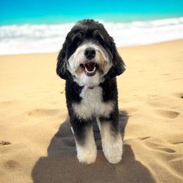 Xelli - Bernedoodle
