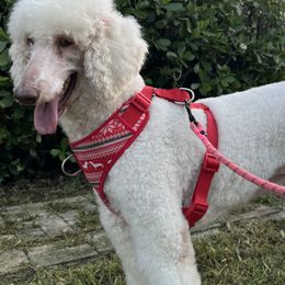 Goldendoodles and Poodles from Natalia Ovalle