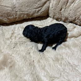 Boy 1 - Black and white male Aussiedoodle puppy in Golden, Mississippi from Two Creeks Farm Poodles & Doodles