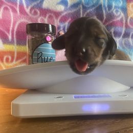 Dachshund Puppies from The Weenery