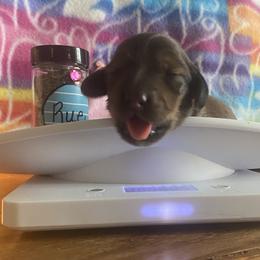Dachshund Puppies from The Weenery