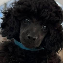 Deacon - Blue male Poodle puppy in Labelle, Florida from RomLein Poodles