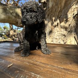 Kona - Black male Goldendoodle puppy in Fruitland Park, Florida from Mount Doodles