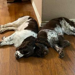 English Springer Spaniels from Taylor Family Kennels