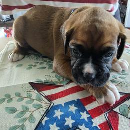 Boxer Puppies from Smith's Boxers of Fort Myers