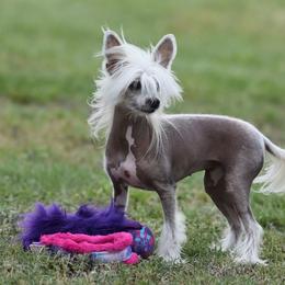 Chinese Crested and Russell Terrier All Grown Up from Jumping Jacks Russells