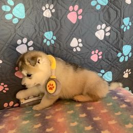 Siberian Husky Puppies from Canace Siberians