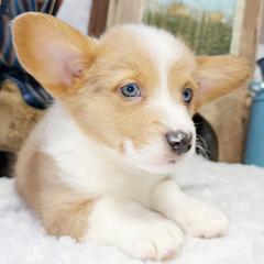 American Corgis and Pembroke Welsh Corgis from Bodacious Blues Kennels (American and Pembroke Welsh Corgis)