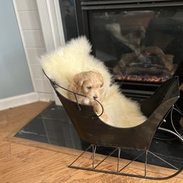 Birch - Apricot Goldendoodle puppy in Winston Salem, North Carolina from Summer Breeze Doodles