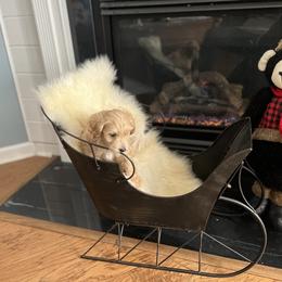 Birch - Apricot Goldendoodle puppy in Winston Salem, North Carolina from Summer Breeze Doodles