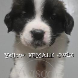 Yellow collar - Mahogany and white female Saint Bernard puppy in Seymour, Wisconsin from Wisco Family Saints