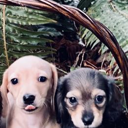 Dachshund Puppies from Northwest Dachshunds