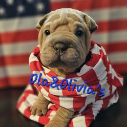 Chinese Shar-Pei Puppies from Zoey's Waggly Tails