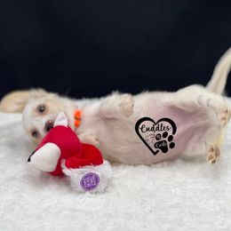 Max - Cream male Dachshund puppy in Nashville, Arkansas from Cuddles n Curls
