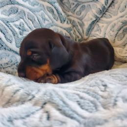 Girl 2 - Black and tan female Dachshund puppy in Tucson, Arizona from Luna May's daschunds