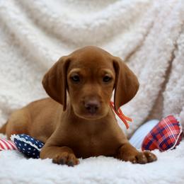 Honor - Golden rust female Vizsla puppy in Bloomington, Indiana from Envizion