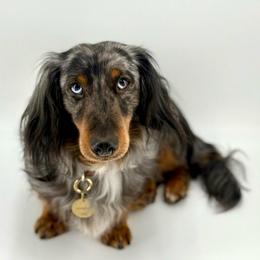 Remington - Dachshund