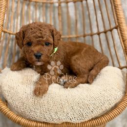 Aruba - Red  male Poodle puppy in Belleville, New Jersey from TK Poodles