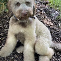 Goldendoodle Puppies from First Mountain Doodles