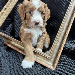 Marsali - Tiny but mighty - Red  female Goldendoodle puppy in Placerville, California from New Dawn Poodles and Doodles